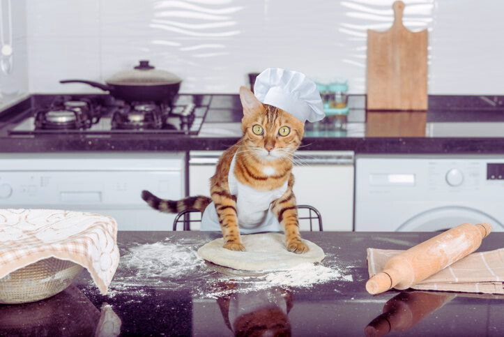 Why Do Cats Make Biscuits? Unraveling the Mystery of Kneading