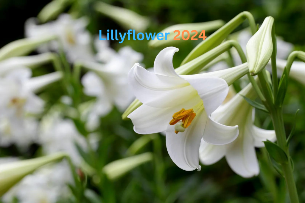 Lillyflower2024: A Deep Dive into a Captivating Digital Identity