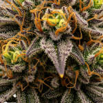 ZJ Strain Review: A Potent Hybrid with Uplifting Effects and Unique Flavor